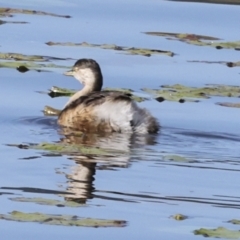 Tachybaptus novaehollandiae (Australasian Grebe) at Noosa North Shore, QLD - 3 Aug 2023 by AlisonMilton