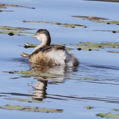 Tachybaptus novaehollandiae (Australasian Grebe) at Noosa North Shore, QLD - 3 Aug 2023 by AlisonMilton