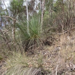 Xanthorrhoea glauca subsp. angustifolia (Grey Grass-tree) at Paddys River, ACT - 19 Aug 2023 by NickiTaws