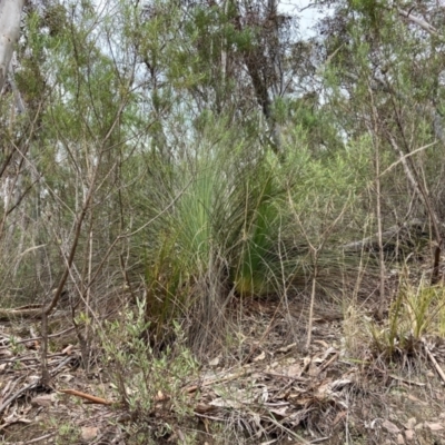 Xanthorrhoea glauca subsp. angustifolia (Grey Grass-tree) at Paddys River, ACT - 19 Aug 2023 by NickiTaws