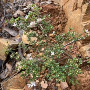 Boronia algida at Paddys River, ACT - 19 Aug 2023