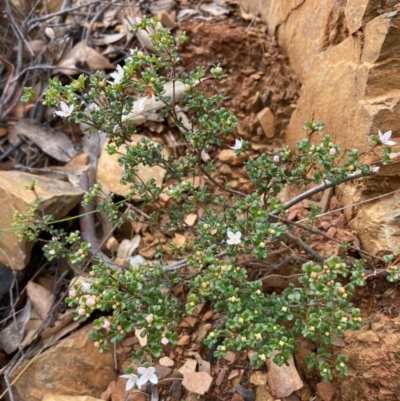 Boronia algida (Alpine Boronia) at Paddys River, ACT - 19 Aug 2023 by NickiTaws