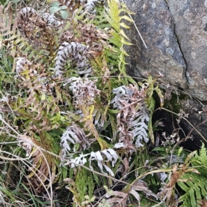 Blechnum cartilagineum at Tuggeranong, ACT - 12 Aug 2023