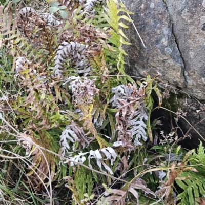 Blechnum cartilagineum (Gristle Fern) at Tuggeranong, ACT - 12 Aug 2023 by BethanyDunne