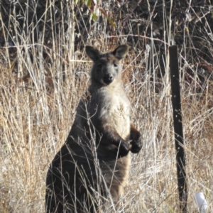 Osphranter robustus at Tuggeranong, ACT - 21 Aug 2023