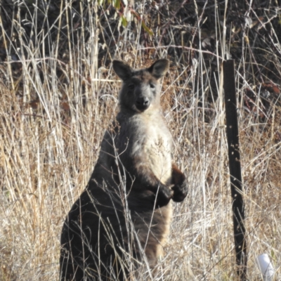 Osphranter robustus (Wallaroo) at Lions Youth Haven - Westwood Farm A.C.T. - 21 Aug 2023 by HelenCross