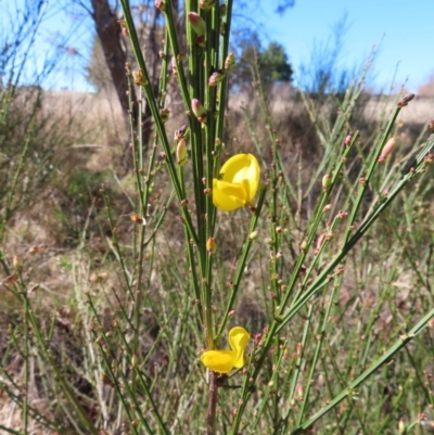 Cytisus scoparius subsp. scoparius (Scotch Broom, Broom, English Broom) at Braidwood, NSW - 20 Aug 2023 by MatthewFrawley