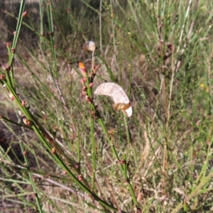 Cytisus scoparius subsp. scoparius at Braidwood, NSW - 20 Aug 2023