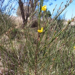 Cytisus scoparius subsp. scoparius at Braidwood, NSW - 20 Aug 2023