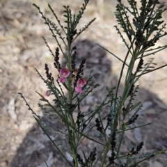 Indigofera adesmiifolia (Tick Indigo) at Chapman, ACT - 9 Aug 2023 by BethanyDunne