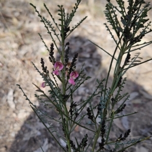 Indigofera adesmiifolia at Chapman, ACT - 9 Aug 2023 02:47 PM