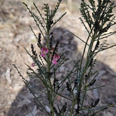 Indigofera adesmiifolia (Tick Indigo) at Chapman, ACT - 9 Aug 2023 by BethanyDunne