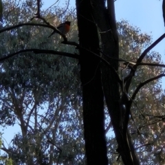 Petroica boodang (Scarlet Robin) at Cooleman Ridge - 9 Aug 2023 by BethanyDunne