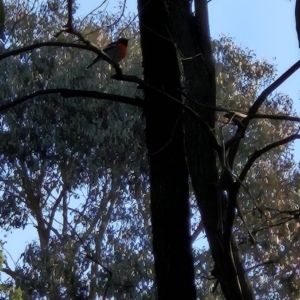 Petroica boodang at Chapman, ACT - 9 Aug 2023 03:29 PM
