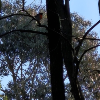 Petroica boodang (Scarlet Robin) at Cooleman Ridge - 9 Aug 2023 by BethanyDunne