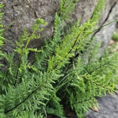 Cheilanthes austrotenuifolia (Rock Fern) at Chapman, ACT - 6 Aug 2023 by BethanyDunne