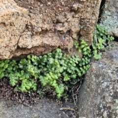 Asplenium subglandulosum (Blanket Fern) at Tuggeranong, ACT - 6 Aug 2023 by BethanyDunne