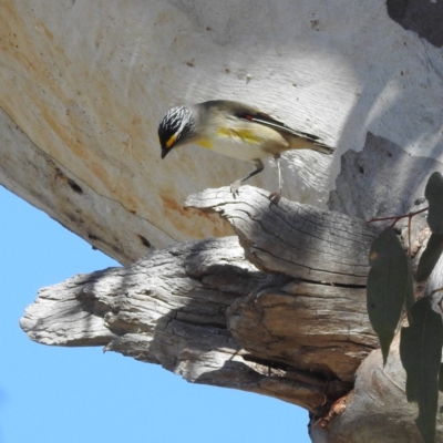 Pardalotus striatus (Striated Pardalote) at Stromlo, ACT - 20 Aug 2023 by HelenCross