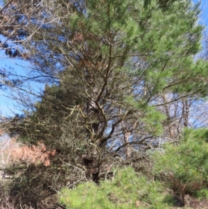 Pinus radiata at Braidwood, NSW - 20 Aug 2023