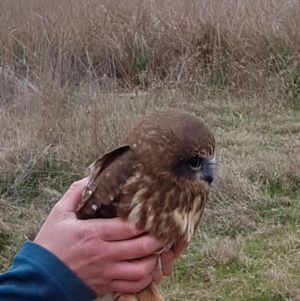 Ninox boobook at Stromlo, ACT - 13 Aug 2023