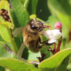 Apis mellifera at Braidwood, NSW - 20 Aug 2023 10:40 AM