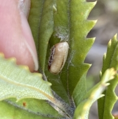 Ellipsidion sp. (genus) at Aranda, ACT - 16 Aug 2023