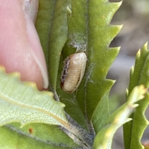 Ellipsidion sp. (genus) at Aranda, ACT - 16 Aug 2023