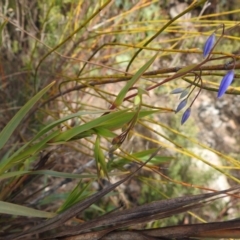 Stypandra glauca (Nodding Blue Lily) at Namadgi National Park - 21 Aug 2023 by JohnBundock