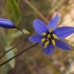 Stypandra glauca at Rendezvous Creek, ACT - 21 Aug 2023