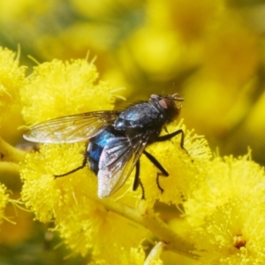 Calliphora vicina at Belconnen, ACT - 21 Aug 2023