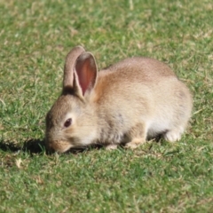 Oryctolagus cuniculus (European Rabbit) at ANBG - 21 Aug 2023 by RodDeb