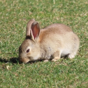 Oryctolagus cuniculus at Canberra Central, ACT - 21 Aug 2023