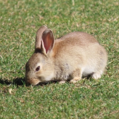 Oryctolagus cuniculus (European Rabbit) at Canberra Central, ACT - 21 Aug 2023 by RodDeb