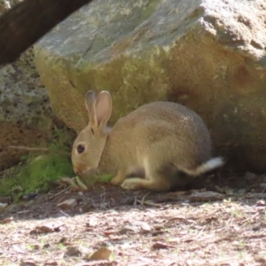 Oryctolagus cuniculus at Canberra Central, ACT - 21 Aug 2023