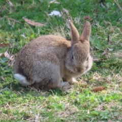 Oryctolagus cuniculus at Canberra Central, ACT - 21 Aug 2023