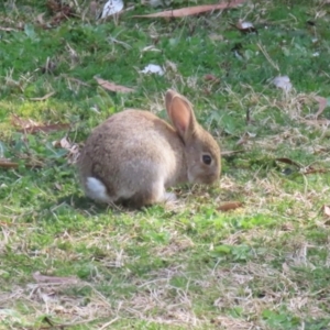 Oryctolagus cuniculus at Canberra Central, ACT - 21 Aug 2023 01:41 PM