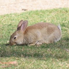 Oryctolagus cuniculus at Canberra Central, ACT - 21 Aug 2023