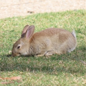 Oryctolagus cuniculus at Canberra Central, ACT - 21 Aug 2023 01:41 PM