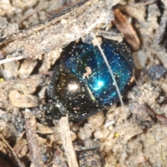 Saprinus (Saprinus) sp. (genus & subgenus) (Metallic hister beetle) at Belconnen, ACT - 21 Aug 2023 by Harrisi