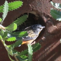 Pardalotus punctatus at Acton, ACT - 21 Aug 2023