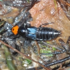 Creophilus erythrocephalus (Devil's coach horse, Rove beetle) at Aranda Bushland - 21 Aug 2023 by Harrisi