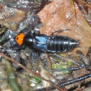 Creophilus erythrocephalus at Belconnen, ACT - 21 Aug 2023