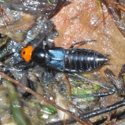 Creophilus erythrocephalus (Devil's coach horse, Rove beetle) at Belconnen, ACT - 21 Aug 2023 by Harrisi