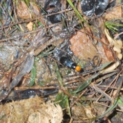 Creophilus erythrocephalus at Belconnen, ACT - 21 Aug 2023