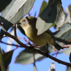 Acanthiza nana (Yellow Thornbill) at Acton, ACT - 21 Aug 2023 by RodDeb