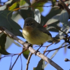 Acanthiza nana at Acton, ACT - 21 Aug 2023