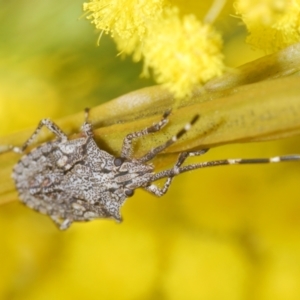 Alcaeus varicornis at Belconnen, ACT - 21 Aug 2023