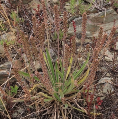 Plantago gaudichaudii (Narrow Plantain) at Dry Plain, NSW - 17 Dec 2022 by AndyRoo
