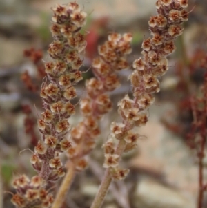 Plantago gaudichaudii at Dry Plain, NSW - 17 Dec 2022