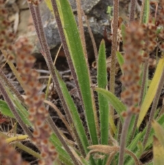 Plantago gaudichaudii at Dry Plain, NSW - 17 Dec 2022